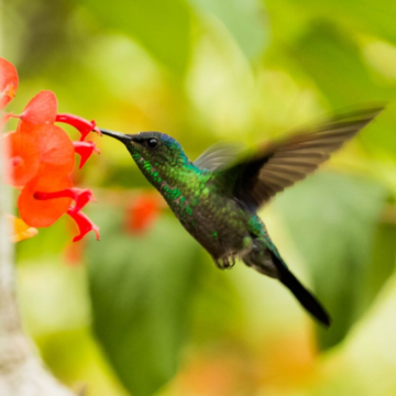 State Wildlife Officials: Leave hummingbird feeders out