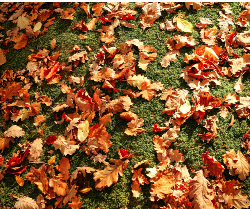 Don’t rake those leaves, UT expert says