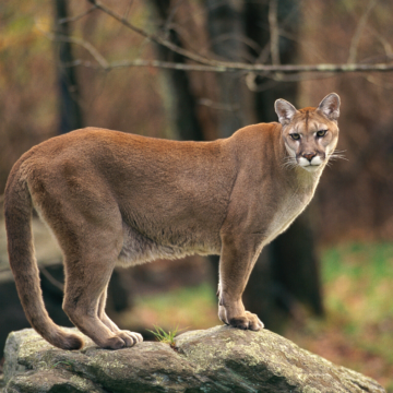 Do cougars roam near Lynchburg?