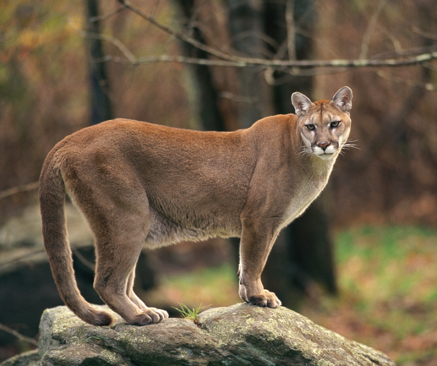 Do cougars roam near Lynchburg?