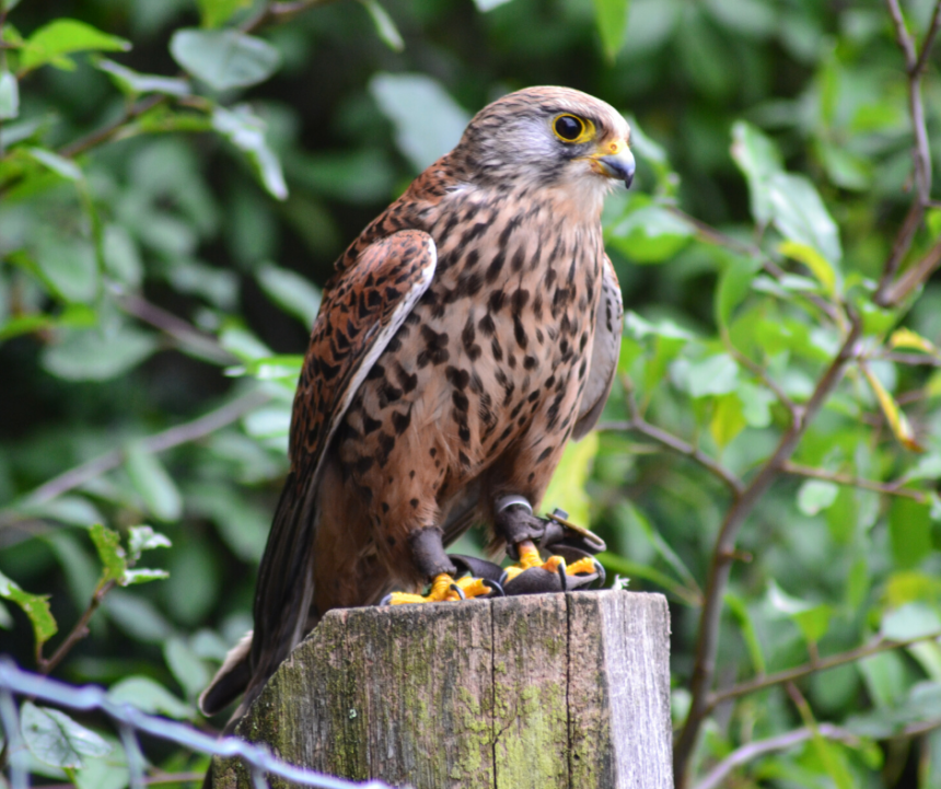 Watch birds of prey eat at Tims Ford event