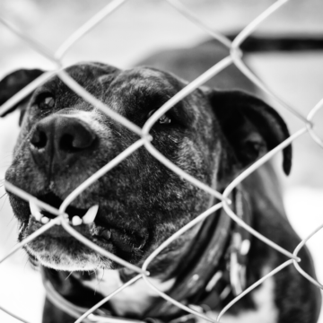 New bill would ban felony animal abusers from owning pets
