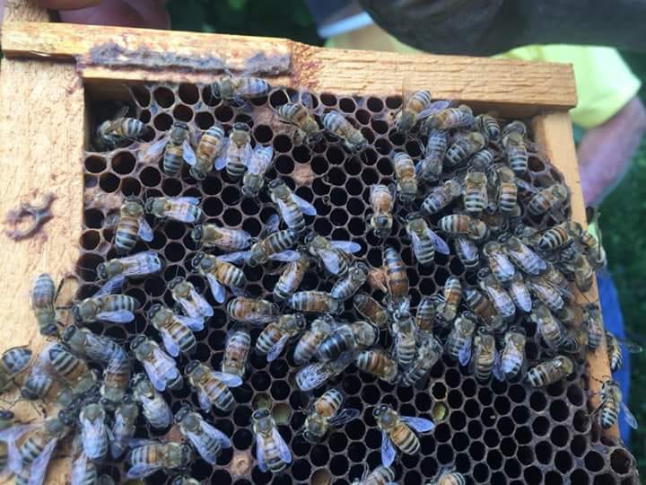 John Ferrell' bee hives