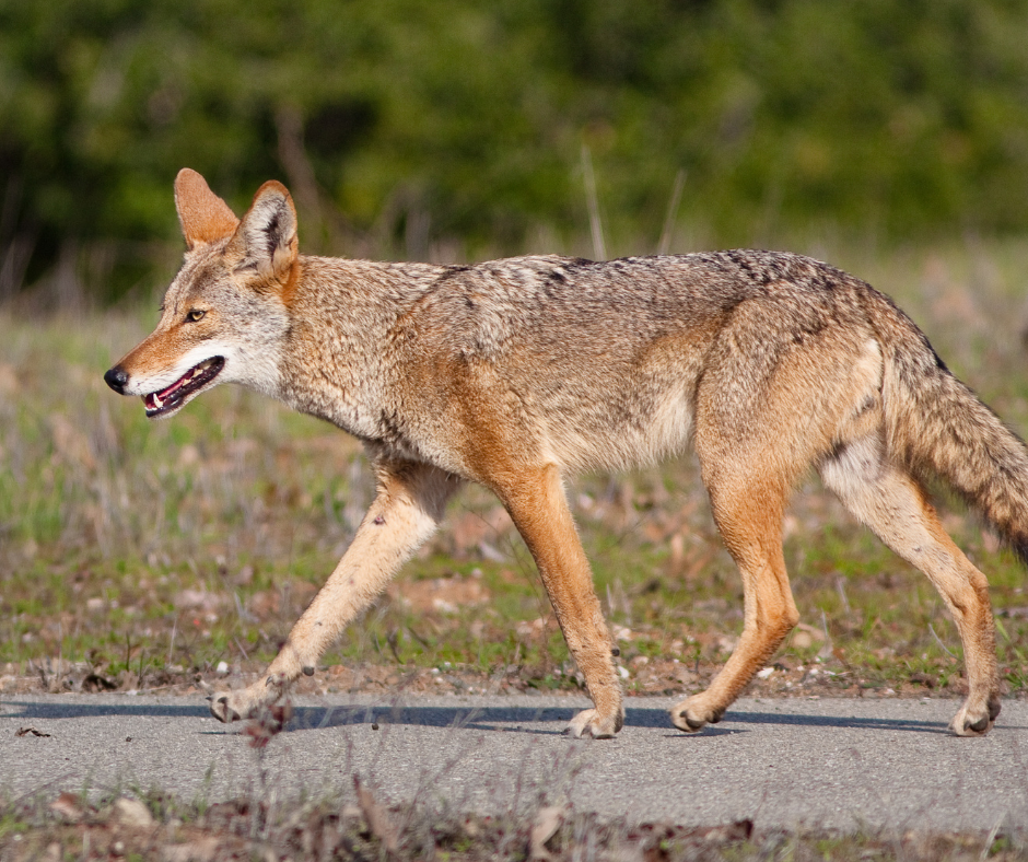 Moore County Coyote Sightings On The Rise The Lynchburg Times