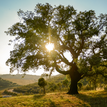$450K grant awarded to help sustain white oaks used to make Jack Daniels