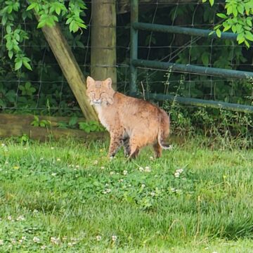 Local experiences rare bobcat sighting in County Line area