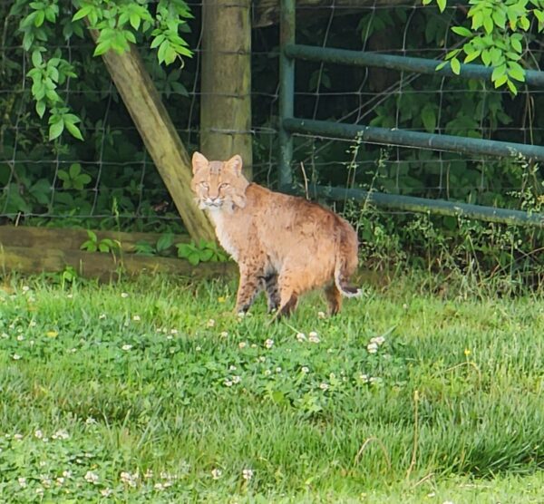 Local experiences rare bobcat sighting in County Line area - The ...