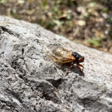 They’re back! First of Brood XIX cicadas spotted in Lynchburg