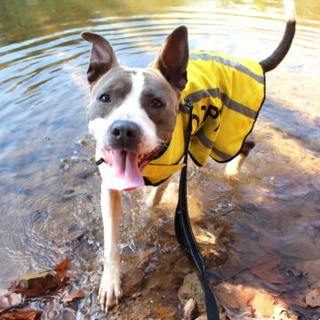 RESCUE STORIES: A walk at Tims Ford State Park with Bucky