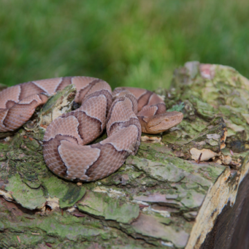 It’s baby copperhead season in Moore County