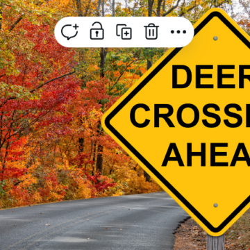 Scan rural roads for deer during rutting season