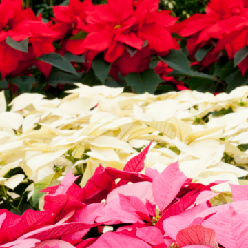 Lynchburg Chamber kicks off first annual Poinsettia Sale