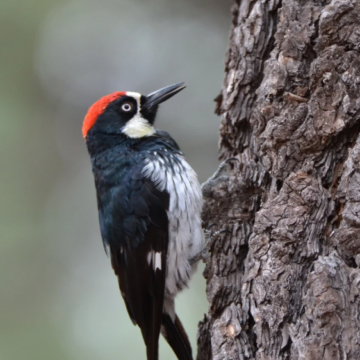 Participate in the Great Backyard Bird Count this weekend