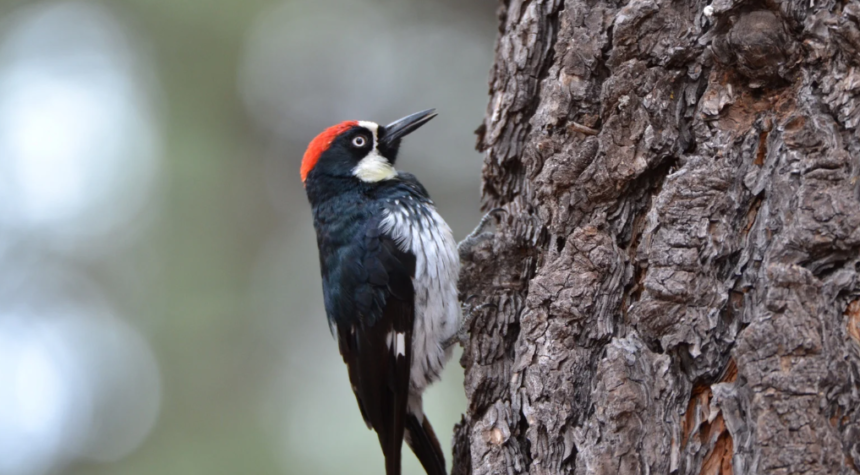 Participate in the Great Backyard Bird Count this weekend