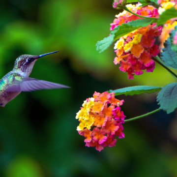 Get those feeders out, the hummingbirds will soon be back in Lynchburg