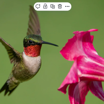 Get those feeders out, the hummingbirds will soon be back in Lynchburg