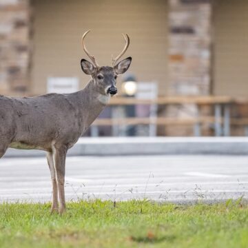 TN state parks have $1.9 billion impact on the state economy