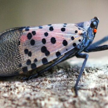 State warns of emerging spotted lanternfly threat