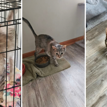 A CAT STORY: Lynchburg’s Mini Pearl’s gets a second chance