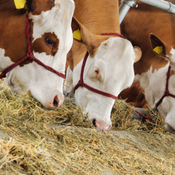 LIFE AFTER SLOP: Ag officials help local farmers pivot to new feed solutions