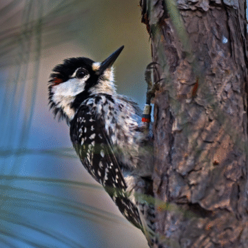 Lynchburg could someday hear a bird long thought gone