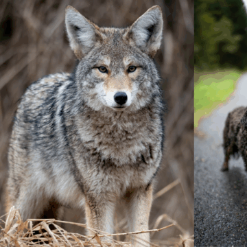 Local coyote sightings increase during mating season