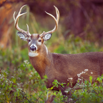 Deer Hunters: TWF looking for your input