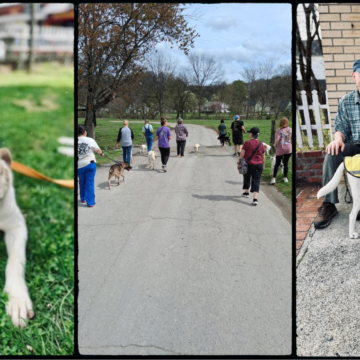 Animal rescue looking for Walk About Wednesday volunteers