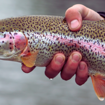 It’s spring trout stocking season on the Elk River