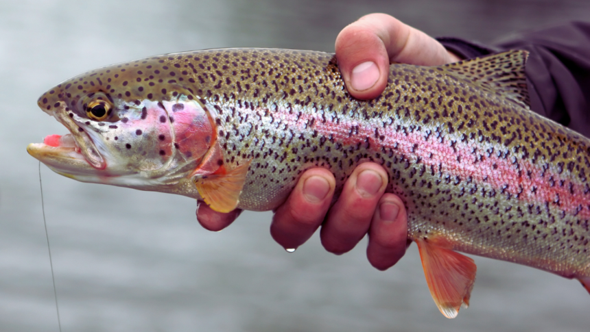 It’s spring trout stocking season on the Elk River
