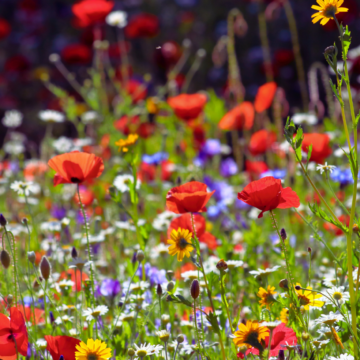A Wildflower Hike Worth the Burn: Head of the Crow on April 11