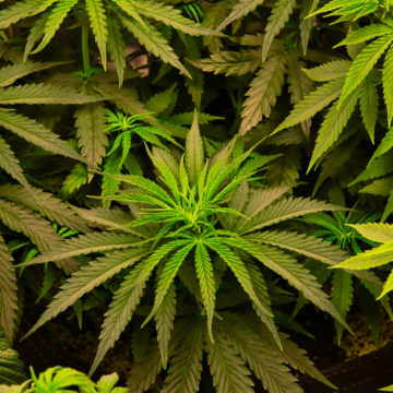 Three marijuana bills head to the Tennessee Legislature next week
