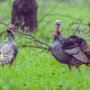 Spring turkey season opens Saturday across Tennessee