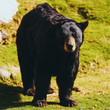 Black Bears on the Move: What a Fiery Gizzard Sighting Means for Our Region