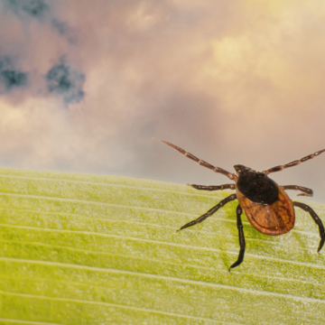 Tick season is here; state urges precautions