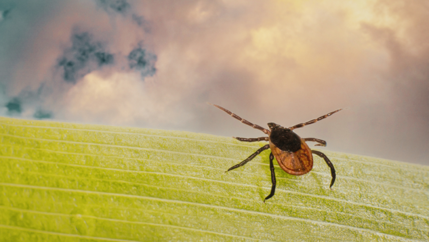 Tick season is here; state urges precautions