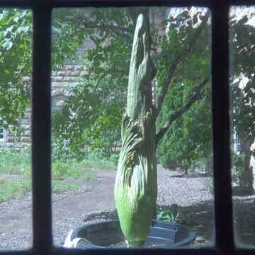 734528497_1461315276028719_7412922928732984420_n ‘Independence’ the corpse flower set to bloom at Sewanee this Fourth of July weekend