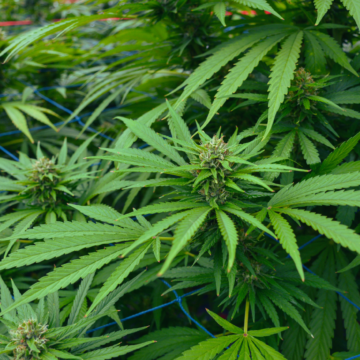 Featured Picture (22) Sweeping changes coming to TN hemp industry on July 1