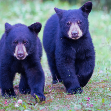 Bear cub spotted on Griffin Road