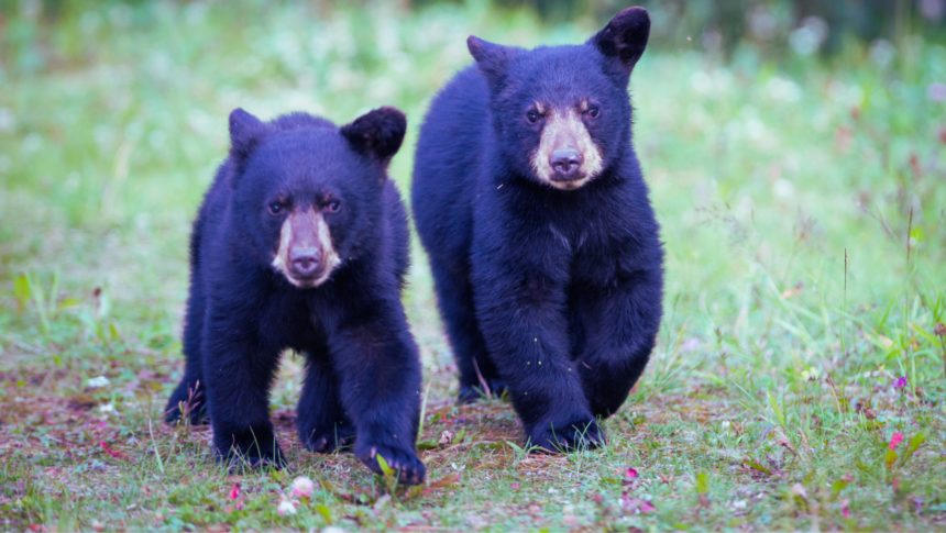 Featured Picture (35) Bear cub spotted on Griffin Road