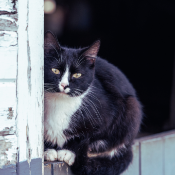 Local vet confirms case of bobcat fever in Moore County