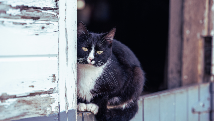 Featured Picture (36) Local vet confirms case of bobcat fever in Moore County
