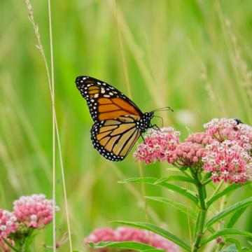 TDOT is giving away free pollinator seeds