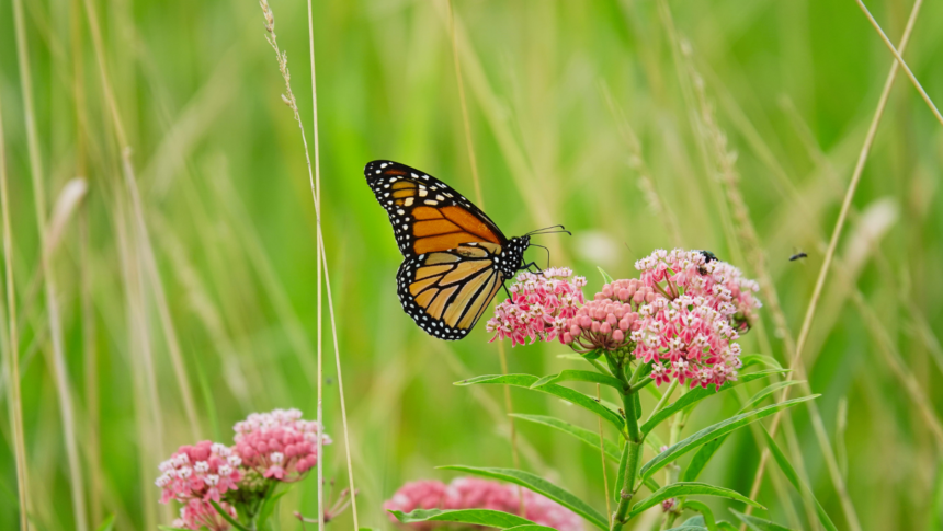 Featured Picture (39) TDOT is giving away free pollinator seeds