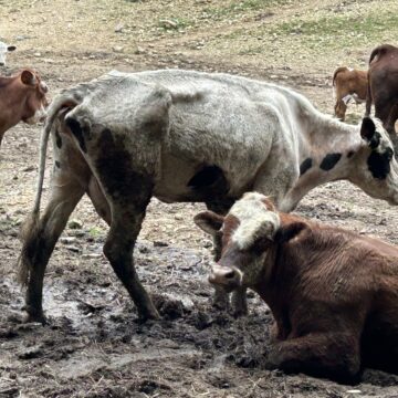 New records reveal Moore County official was warned of animal cruelty months before charges