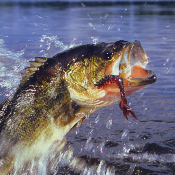 Facebook Landscape (1) Tims Ford and Woods Reservoir anglers can still weigh in on state’s new bass plan