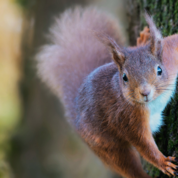 squirrel hunting Squirrel season now open statewide