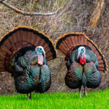 Facebook Landscape Every gobbler, jake and hen counts: state turkey survey enters final month