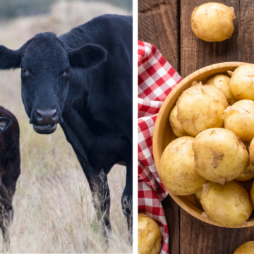 Steak & Potatoes Annual UT field day offers Middle Tennessee producers free access to beef and produce research