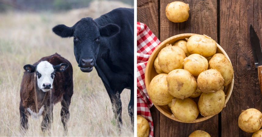 Annual UT field day offers Middle Tennessee producers free access to beef and produce research